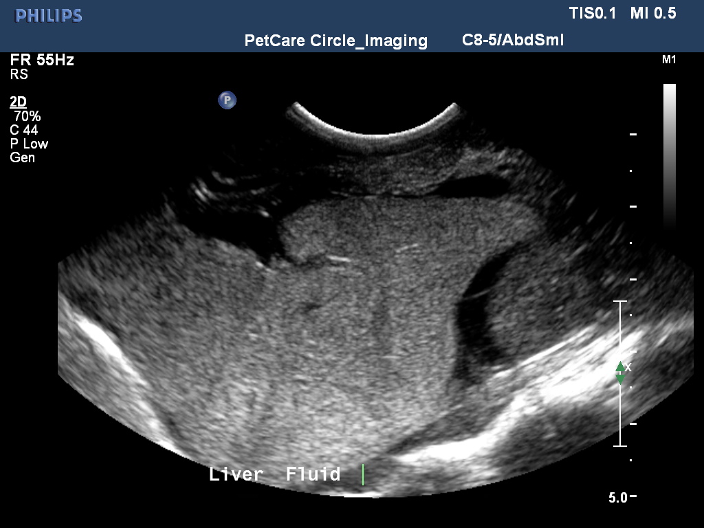 gennioustafaidra20260527125243061 ultrasound