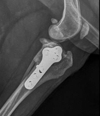tplo peanut